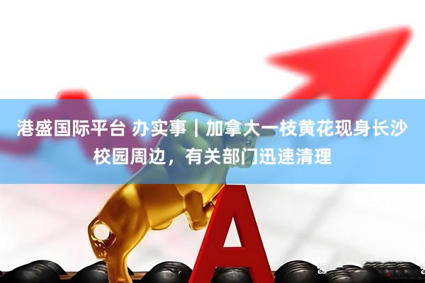 港盛国际平台 办实事｜加拿大一枝黄花现身长沙校园周边，有关部门迅速清理